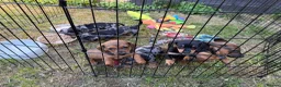 Dachshund dogs for sale: Dachshund puppies  - Advert 20