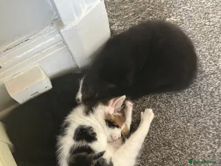 Mixed Breed cats Gorgeous fluffy kittens OPEN TO OFFERS - Advert 1