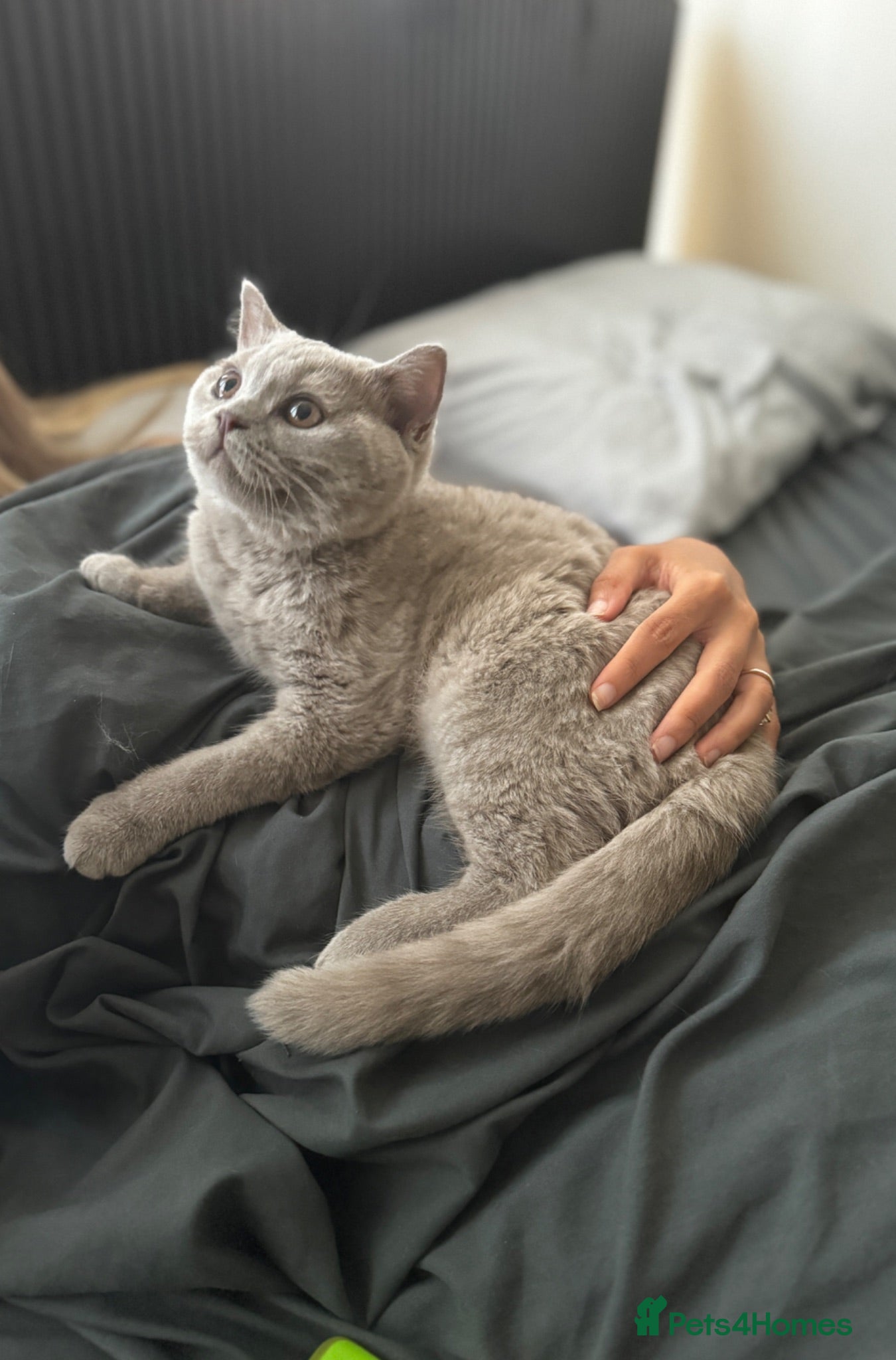 British Shorthair cats Two shorthair Girls lilac and blue - Advert 1
