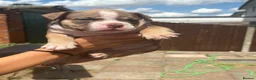 American Bully dogs for sale: 🌟BANK HOLIDAY SPECIAL🌟 Pocket bully pups 😍🐶🏆  - Advert 32
