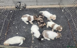 Cockapoo dogs for sale: Cockapoo puppies 🐶  - Image 37