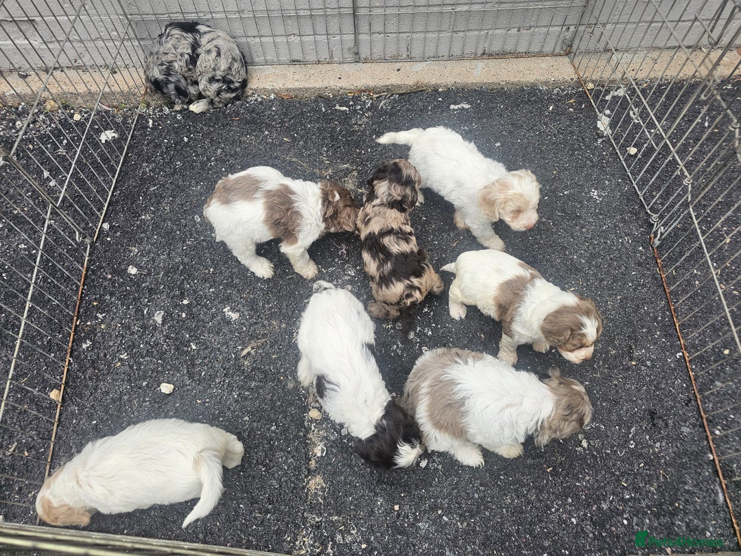 Cockapoo dogs for sale: Cockapoo puppies 🐶  - Image 37