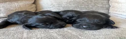 Mixed Breed dogs for sale: Beautiful Miniature  labradoodle x cocker spaniel  - Advert 4