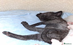 Devon Rex cats for sale: 🌸 Wonderful Devon Rex Kittens Raised with Love 🌸 - Image 16