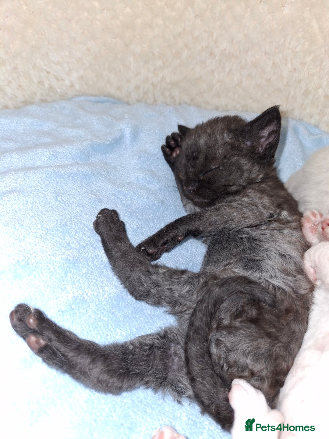 Devon Rex cats for sale: 🌸 Wonderful Devon Rex Kittens Raised with Love 🌸 - Image 16