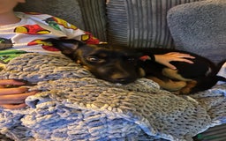 Jack Russell dogs for sale: Duke 7 month old Jack russell  - Advert 3