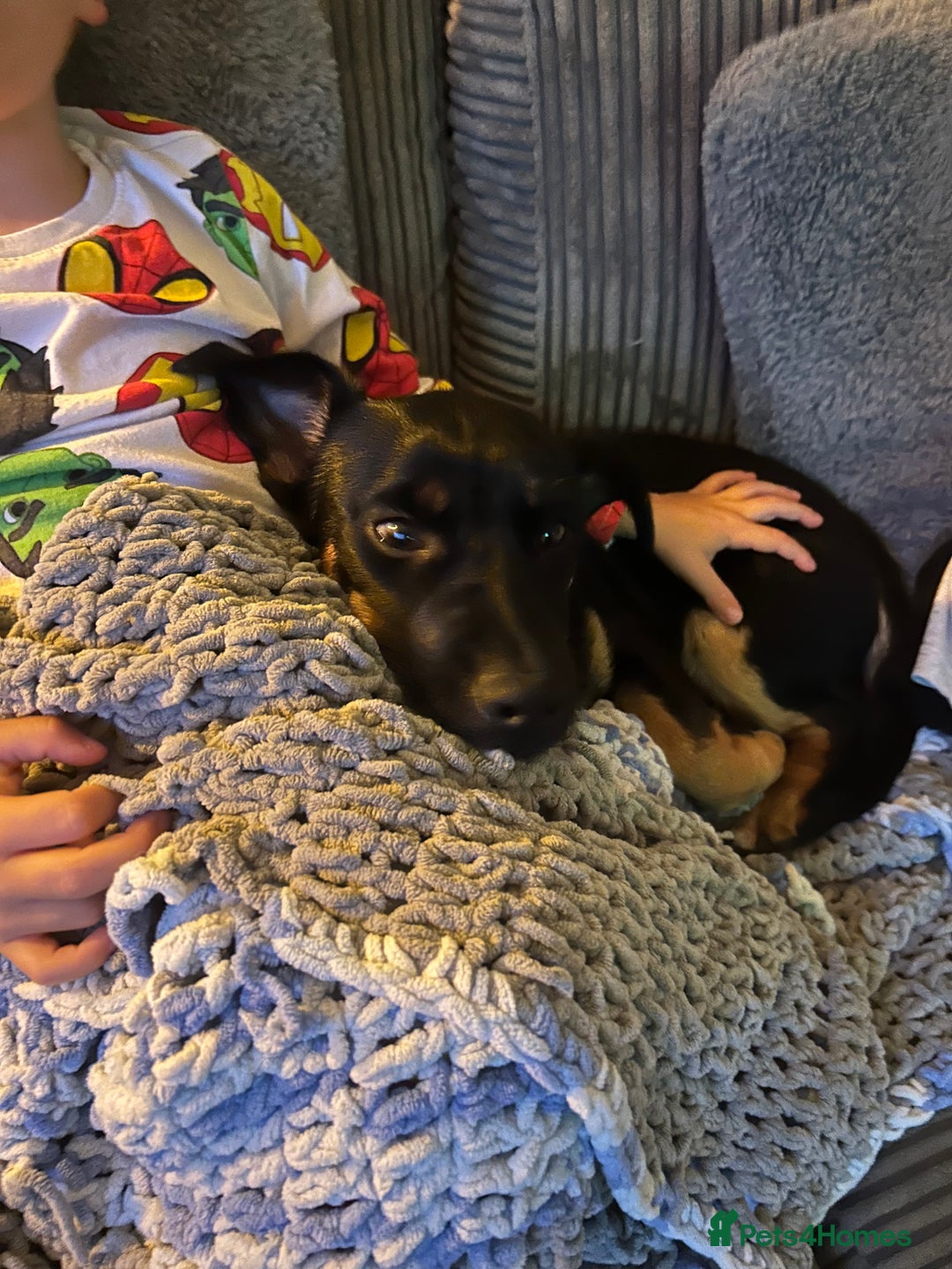 Jack Russell dogs for sale: Duke 7 month old Jack russell  - Advert 3