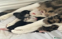 Domestic Shorthair cats for sale: beautiful tabby and black and white kittens - Image 27