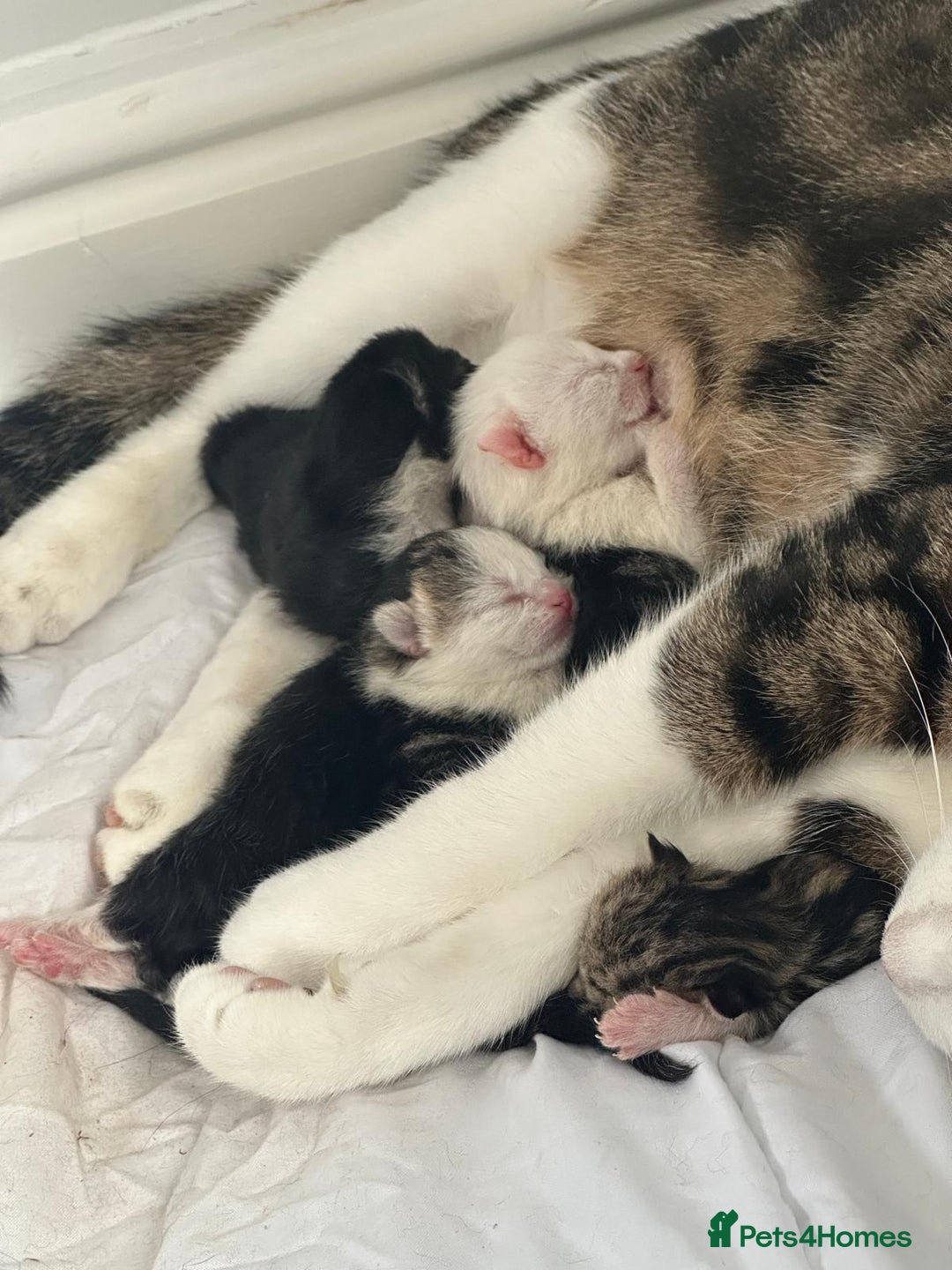 Domestic Shorthair cats for sale: beautiful tabby and black and white kittens - Image 27