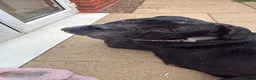 Cane Corso dogs for sale: Cane corso  in Coalville - Advert 3