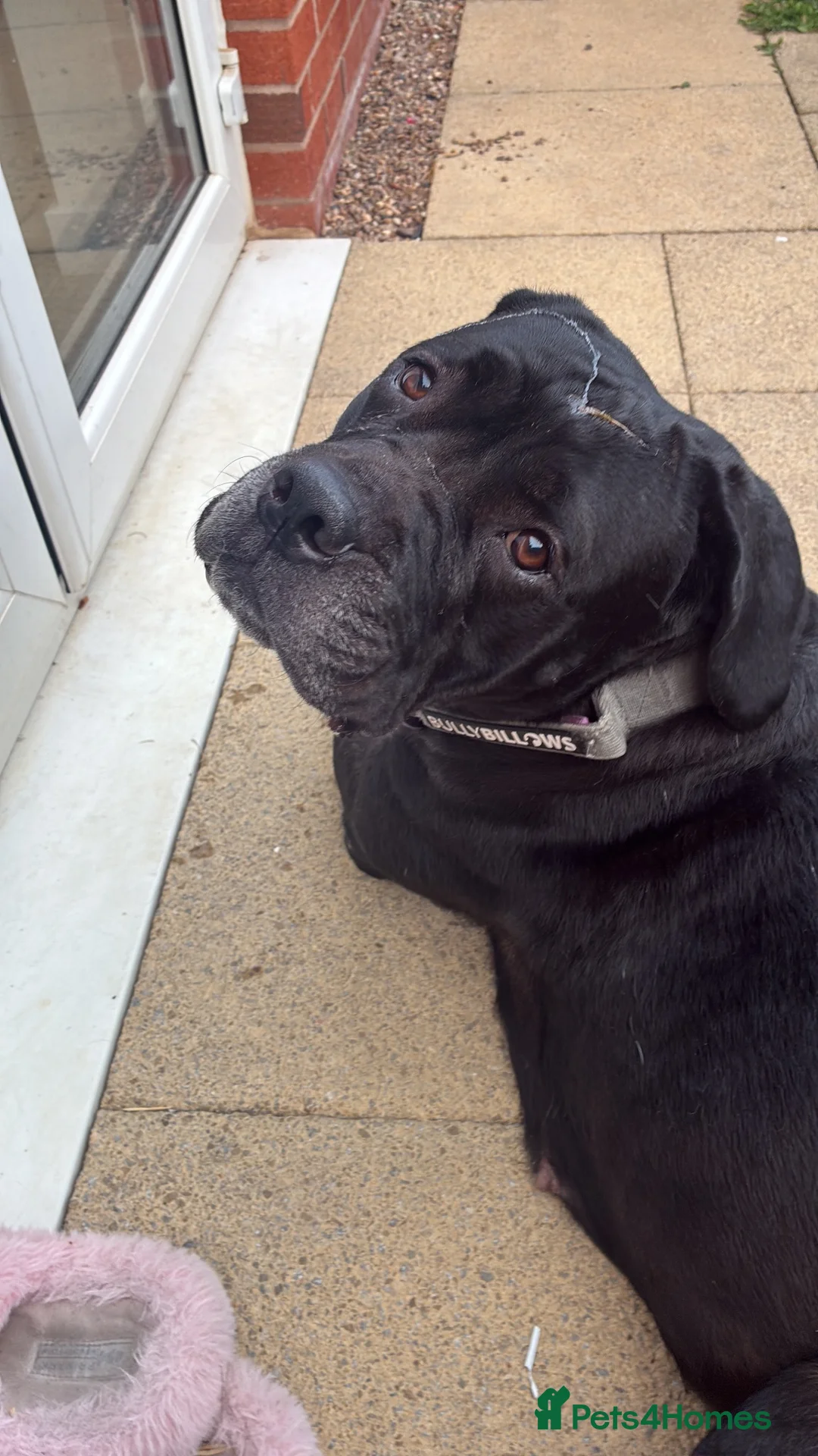 Cane Corso dogs for sale: Cane corso  in Coalville - Advert 3