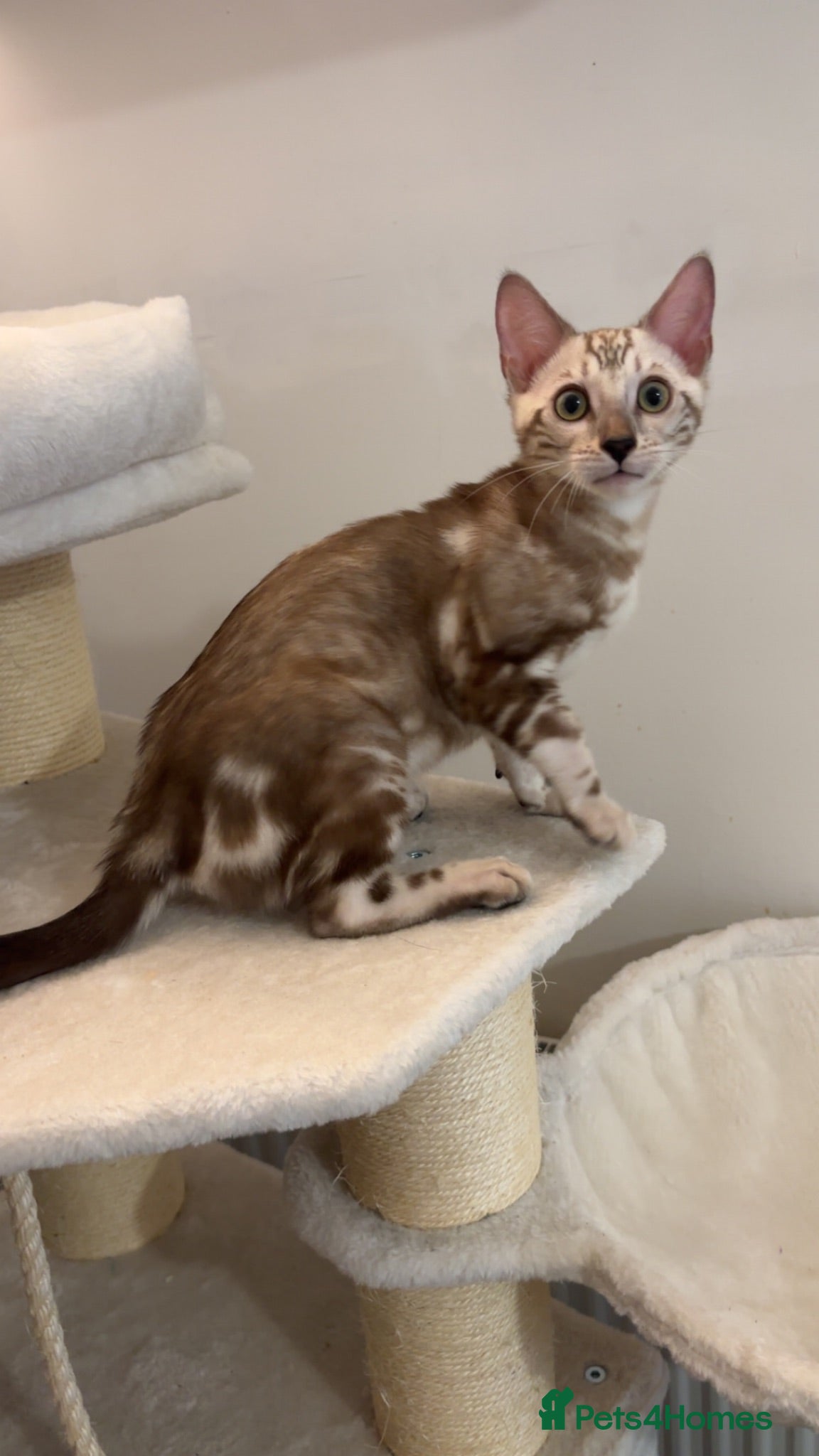 Bengal cats 🌟Pedigree bengal kittens 🌟 - Advert 2