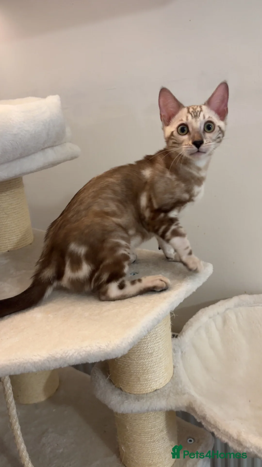 Bengal cats for sale: 🌟Pedigree bengal kittens 🌟 - Advert 2