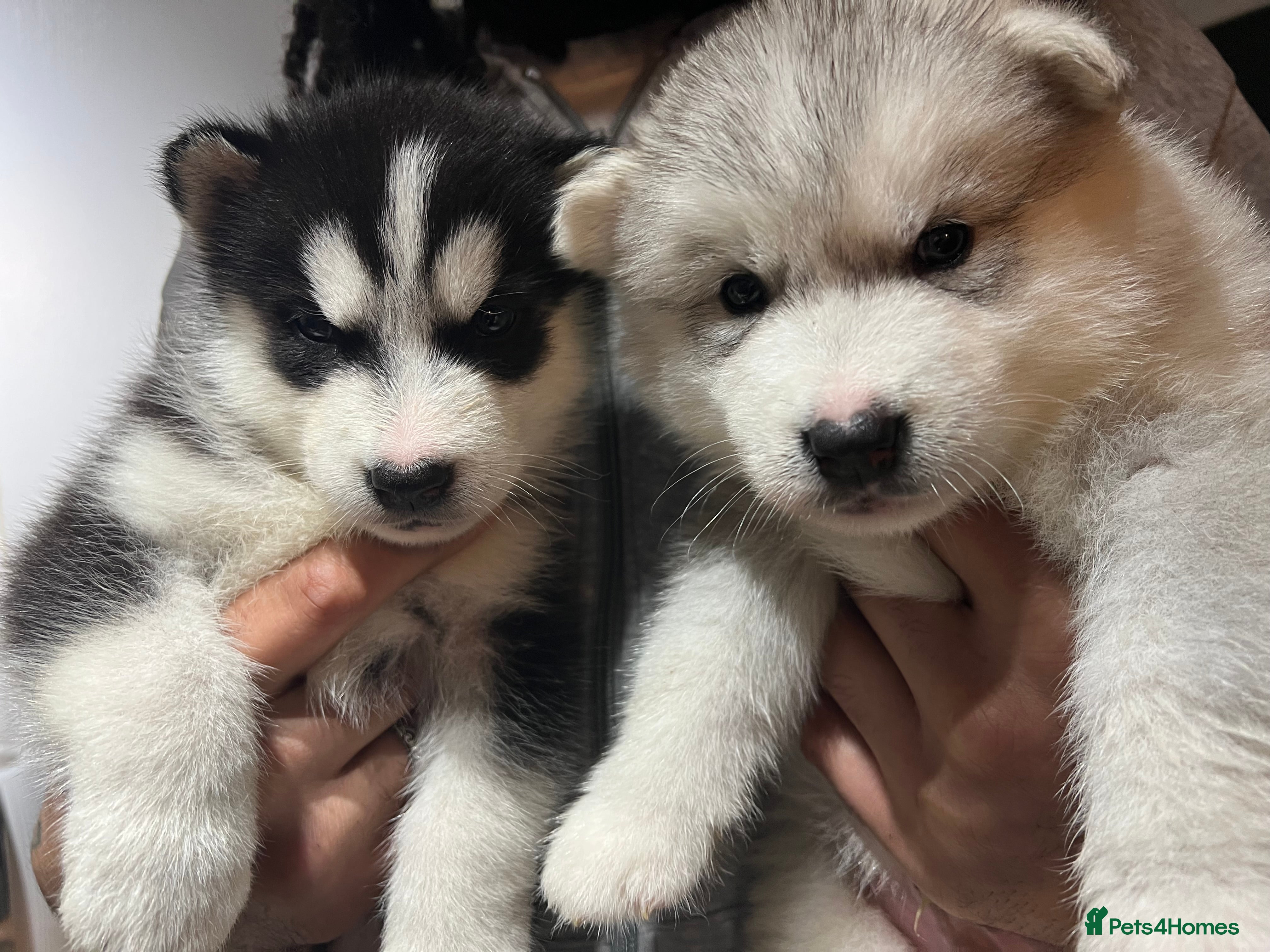 Alaskan Malamute dogs Beautiful Alaskan Malamute Puppies For Sale - Advert 2