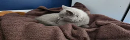 British Shorthair cats for sale: Pedegree Lilac gorgeous BSH short hair - Advert 7