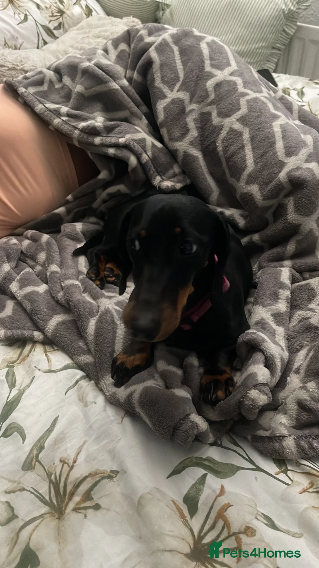 Dachshund dogs for adoption: LAINEY!  - Advert 8
