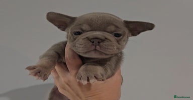 Frug dogs - Advert 15