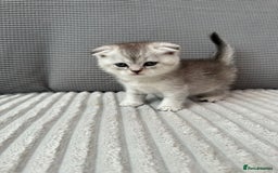 Scottish Fold cats for sale: Scotish fold kittens  - Image 4