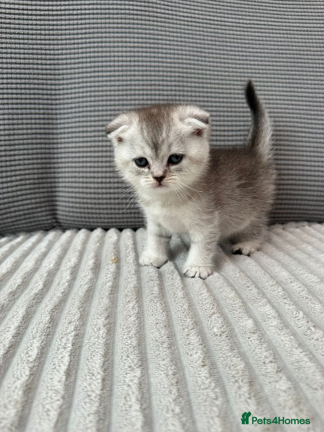 Scottish Fold cats for sale: Scotish fold kittens  - Image 4
