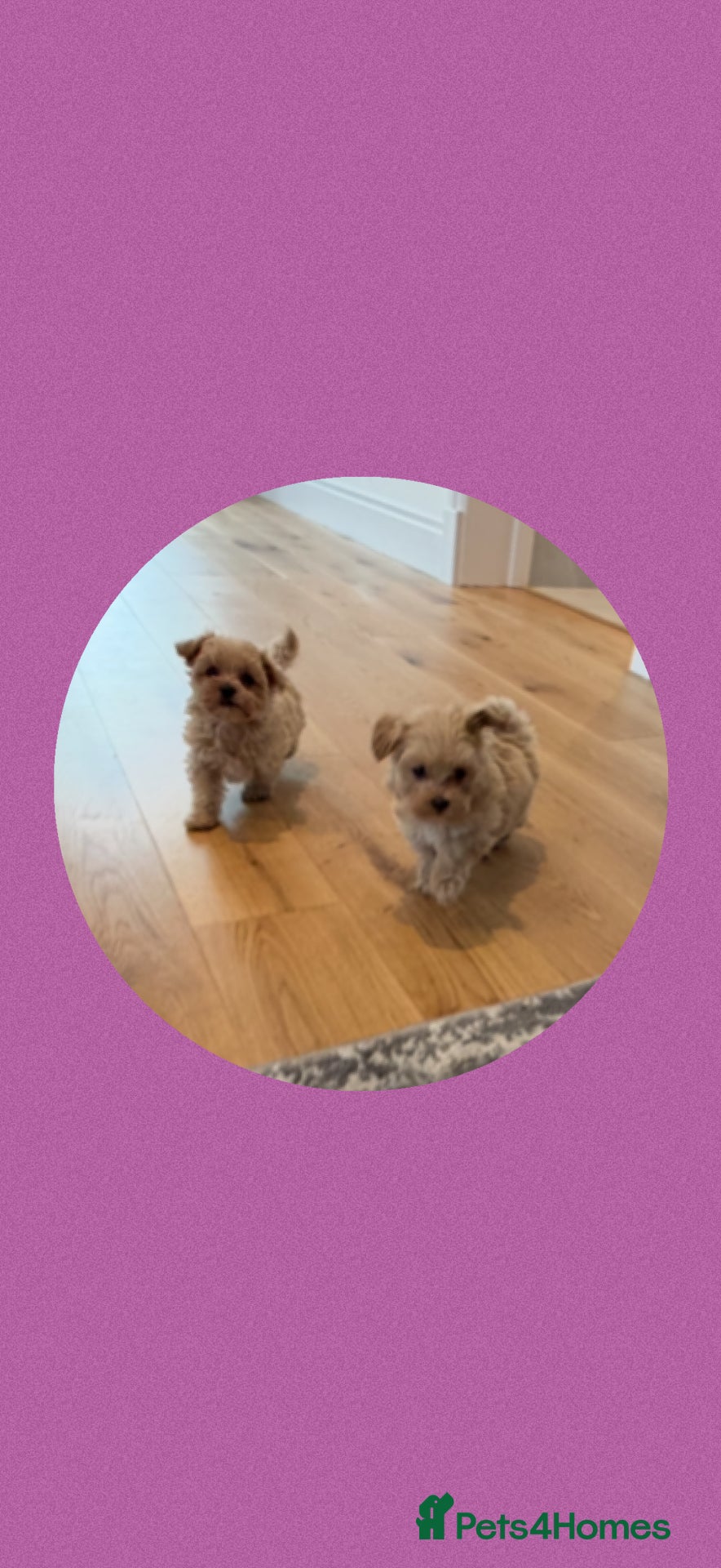 Maltipoo dogs F1 Maltipoo Puppies  - Advert 3