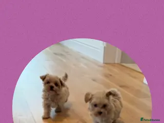 Maltipoo dogs F1 Maltipoo Puppies - Advert 3