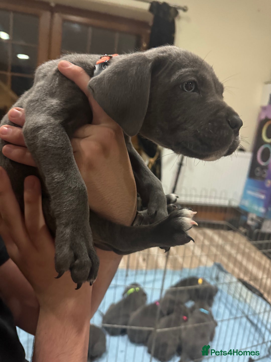 Cane Corso dogs for sale: Pure Pedigree Cane Corso Puppies - Image 27