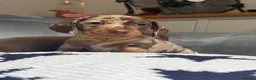 Miniature Dachshund dogs for sale: Ready now One Absolutely stunning boy left  - Advert 27