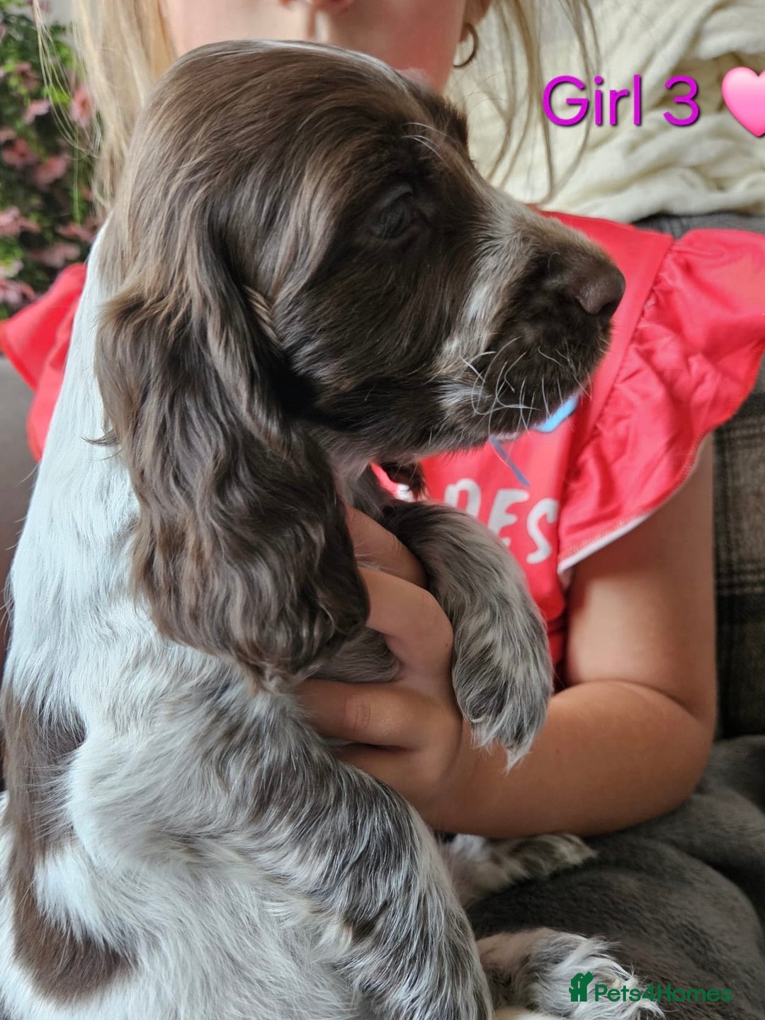 Cocker Spaniel dogs for sale: Stunning Show Cocker Spaniels - Image 22