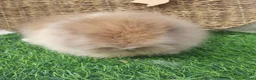 Lionhead rabbits for sale: Double Mane Lionheads - Advert 17
