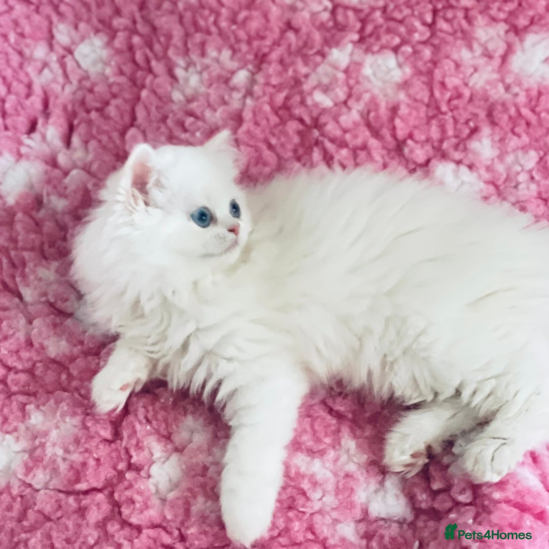 Persian cats for sale: Pure White Persian Girls BLUE EYES & full hearing - Image 30