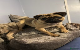 Pug dogs for sale: Male and female pugs for sale - Image 4