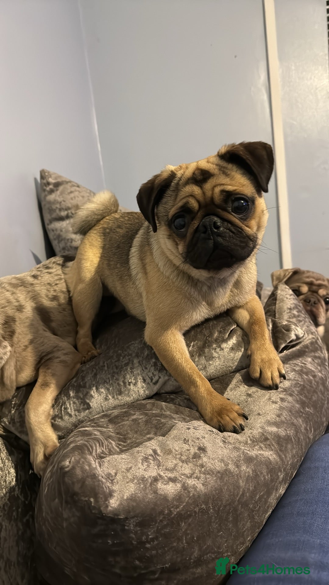 Pug dogs for sale: Male and female pugs for sale - Image 4