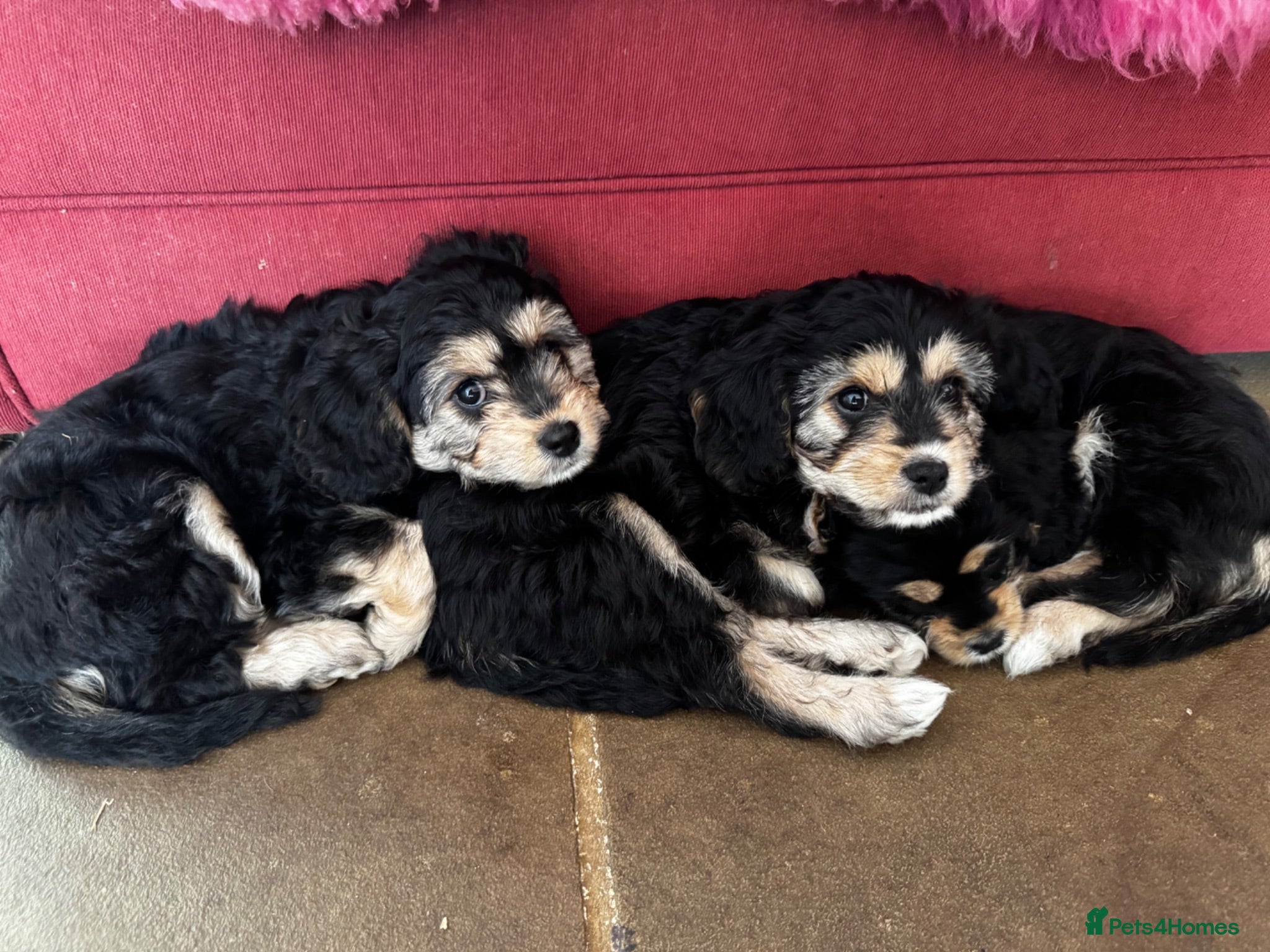 Mixed Breed dogs Rare Absolutely Stunning Phantom Cavapoo - Advert 2