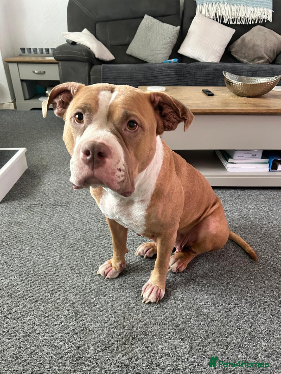 Mixed Breed dogs for sale: Very small bully looking for forever home - Image 7
