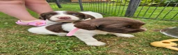 English Springer Spaniel dogs for sale: KC registered liver and white Springer spaniels in Kidderminster - Advert 3