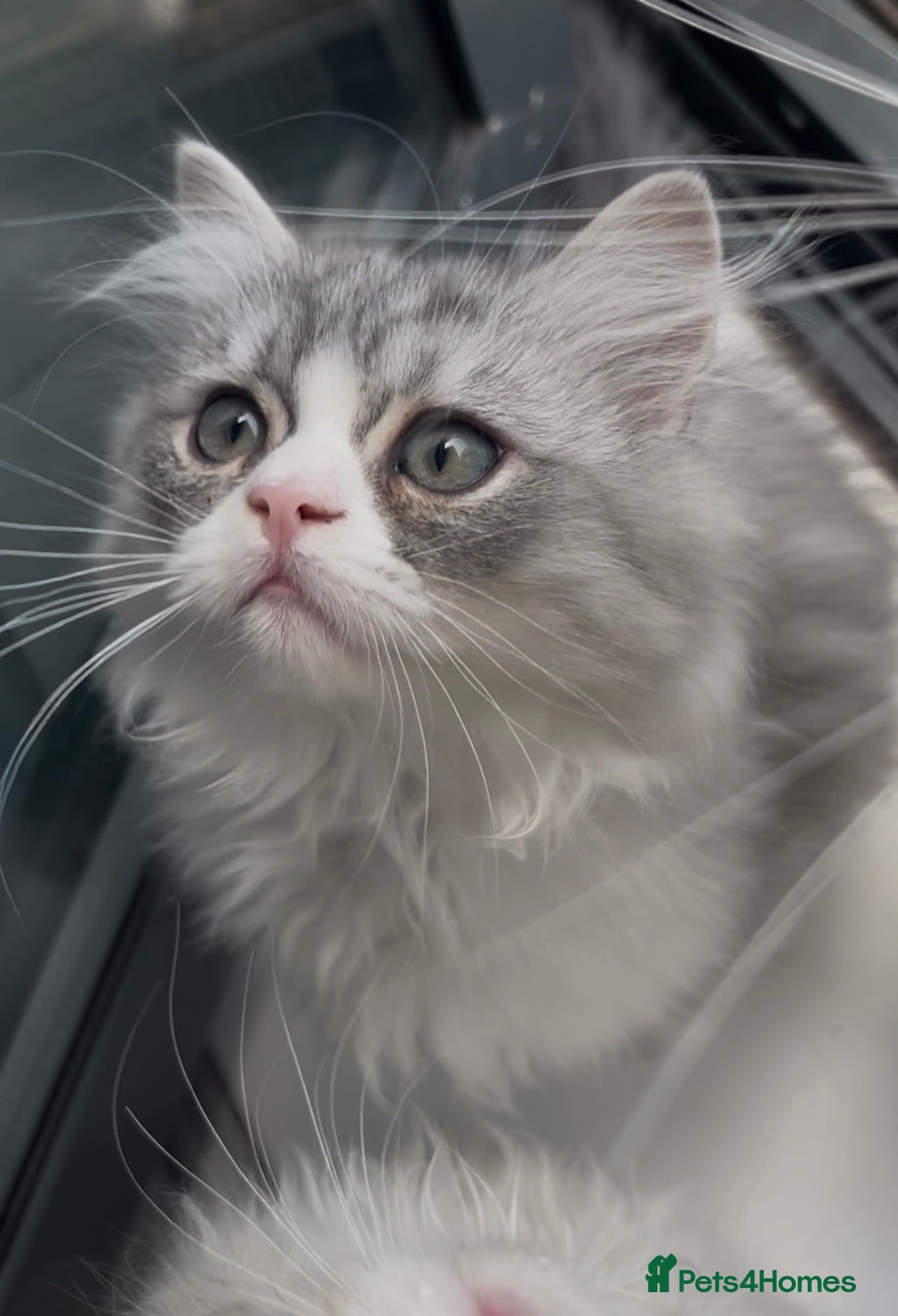 Persian cats Last Boy Persian Kitten！！！ - Advert 2