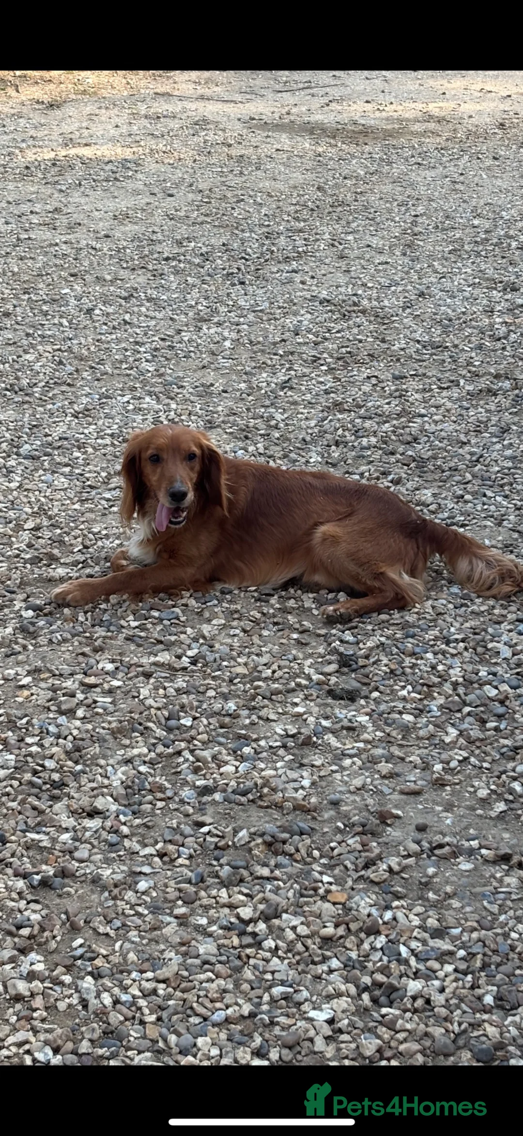 Cocker Spaniel dogs for sale: BEAUTIFUL COCKER SPANIEL PUPPIES  - Advert 21