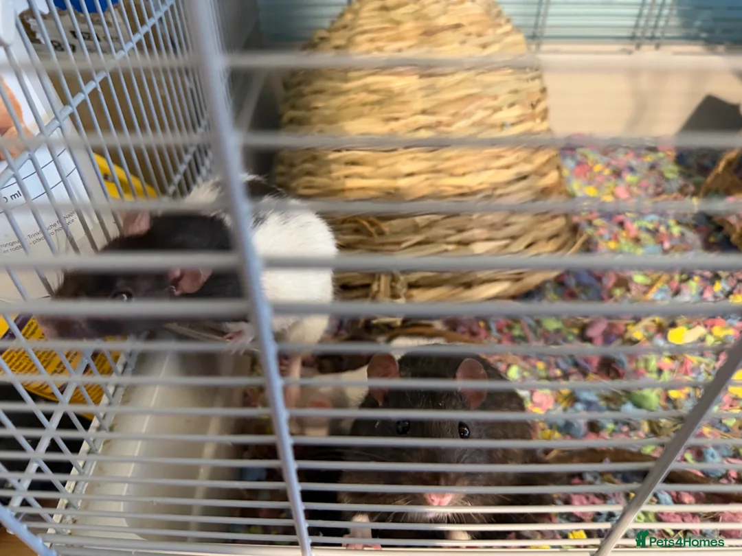 Rat rodents for sale: Friendly baby rats in London - Advert 7