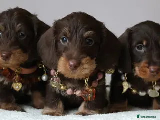 Miniature Dachshund dogs Choco+Wirehaired+5*Licensed+Kc+Praclear+Vetchecked - Advert 5