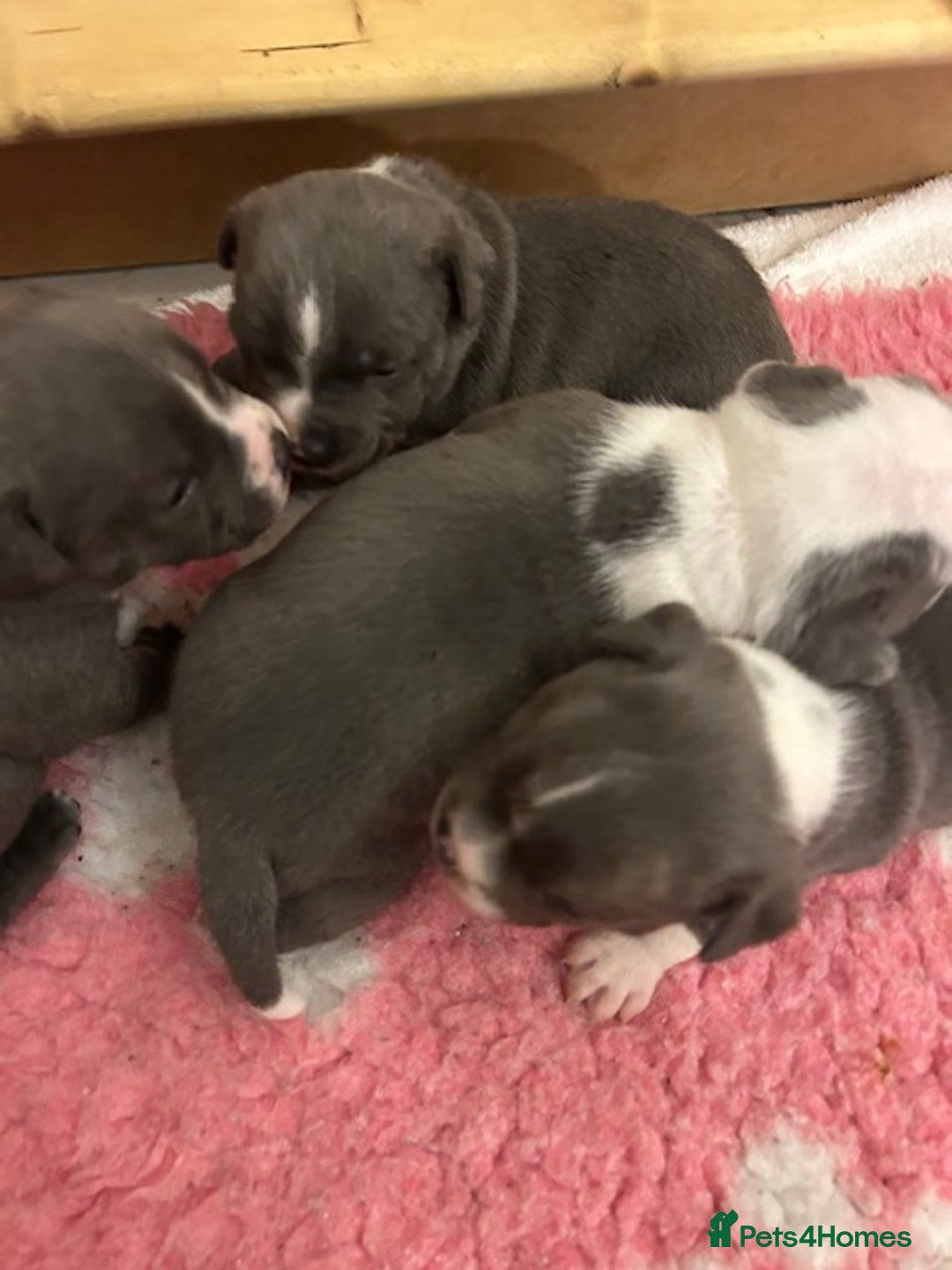 Staffordshire Bull Terrier dogs for sale: 2 beautiful blue/white staffy boys 💙🐾💙 - Advert 7