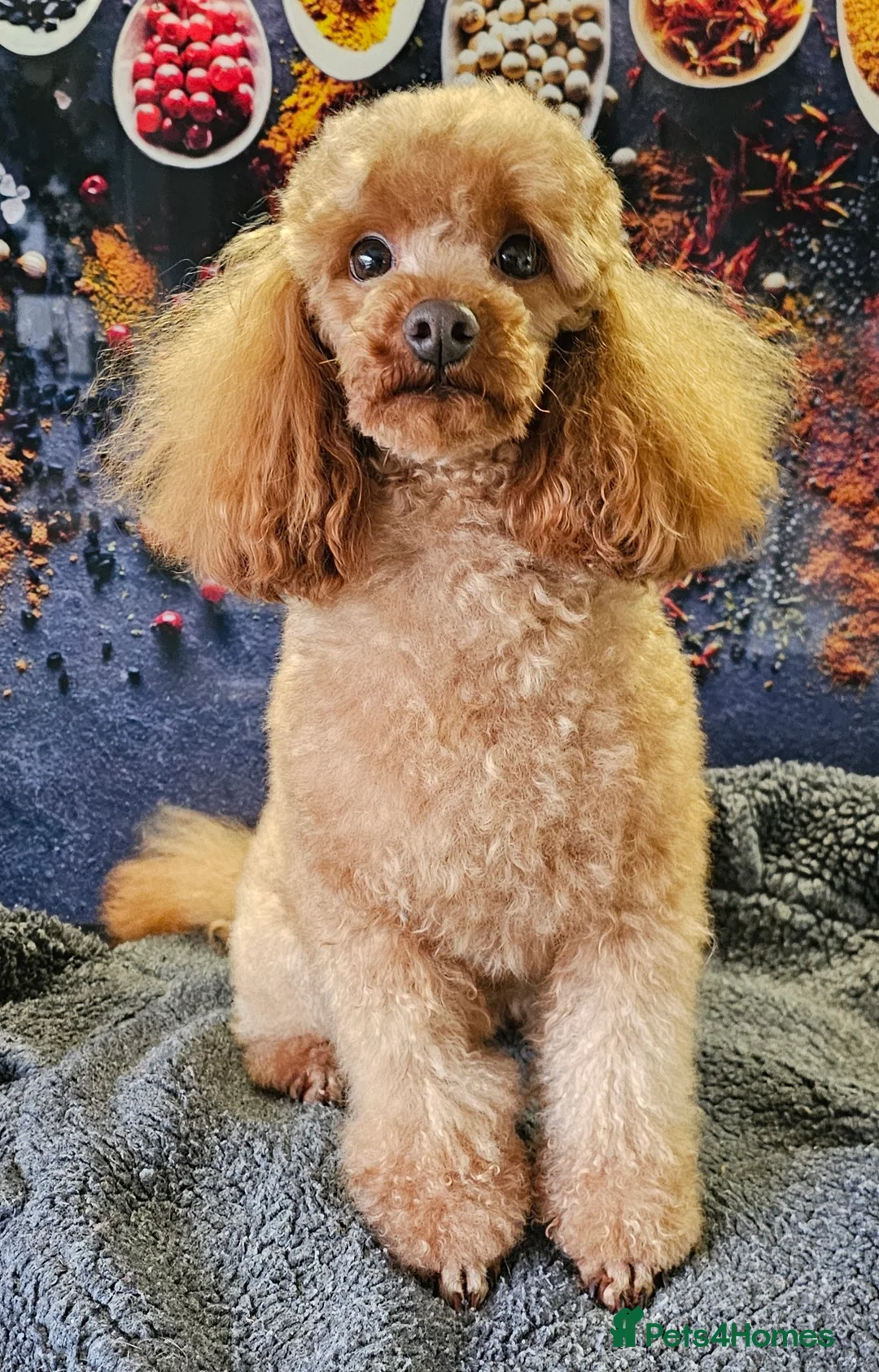 Cockapoo dogs for stud: Stunning Red Toy Poodle Stud 🐩 in Aberdeen - Advert 6