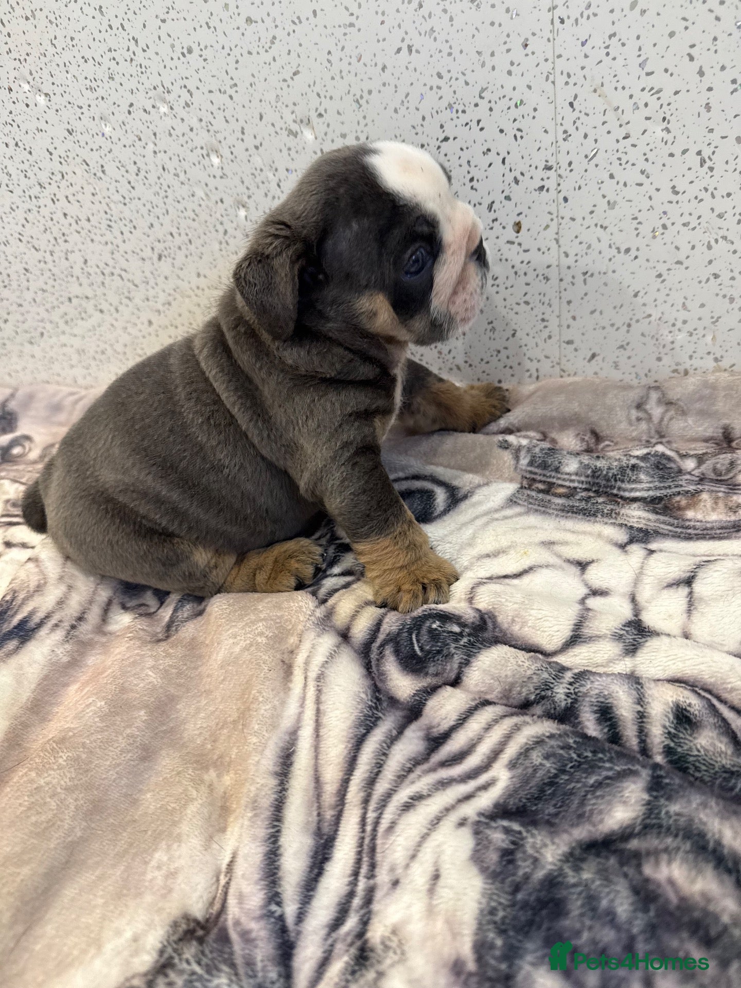 English Bulldog dogs English bulldog puppies  - Advert 3