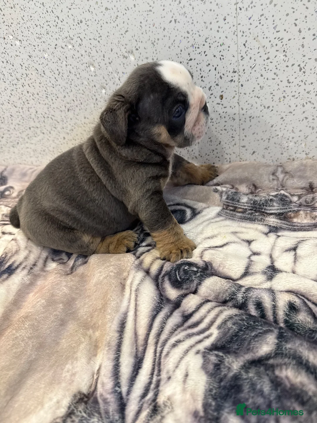 English Bulldog dogs for sale: English bulldog puppies  - Advert 1