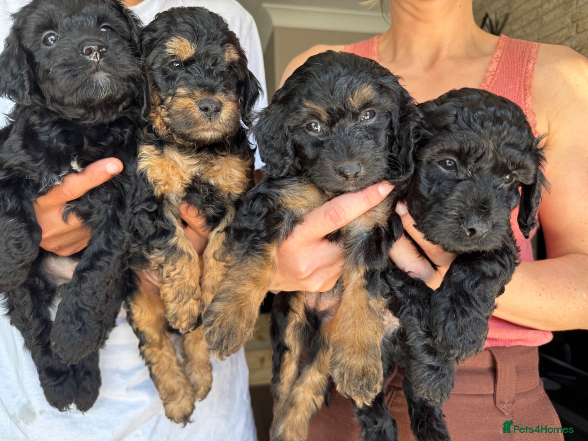 Cockapoo dogs 7 Gorgeous cockapoo Puppies  - Advert 16