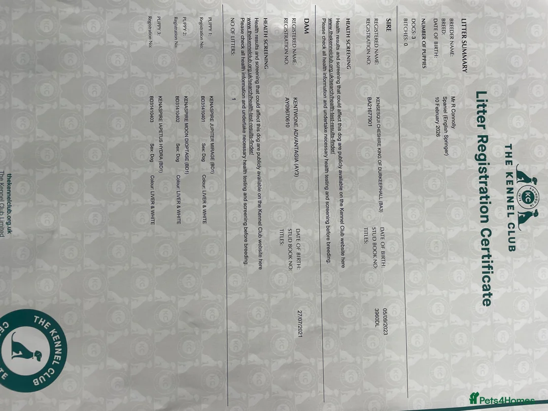 English Springer Spaniel dogs for sale: English Springer Spaniels in Chester - Advert 2