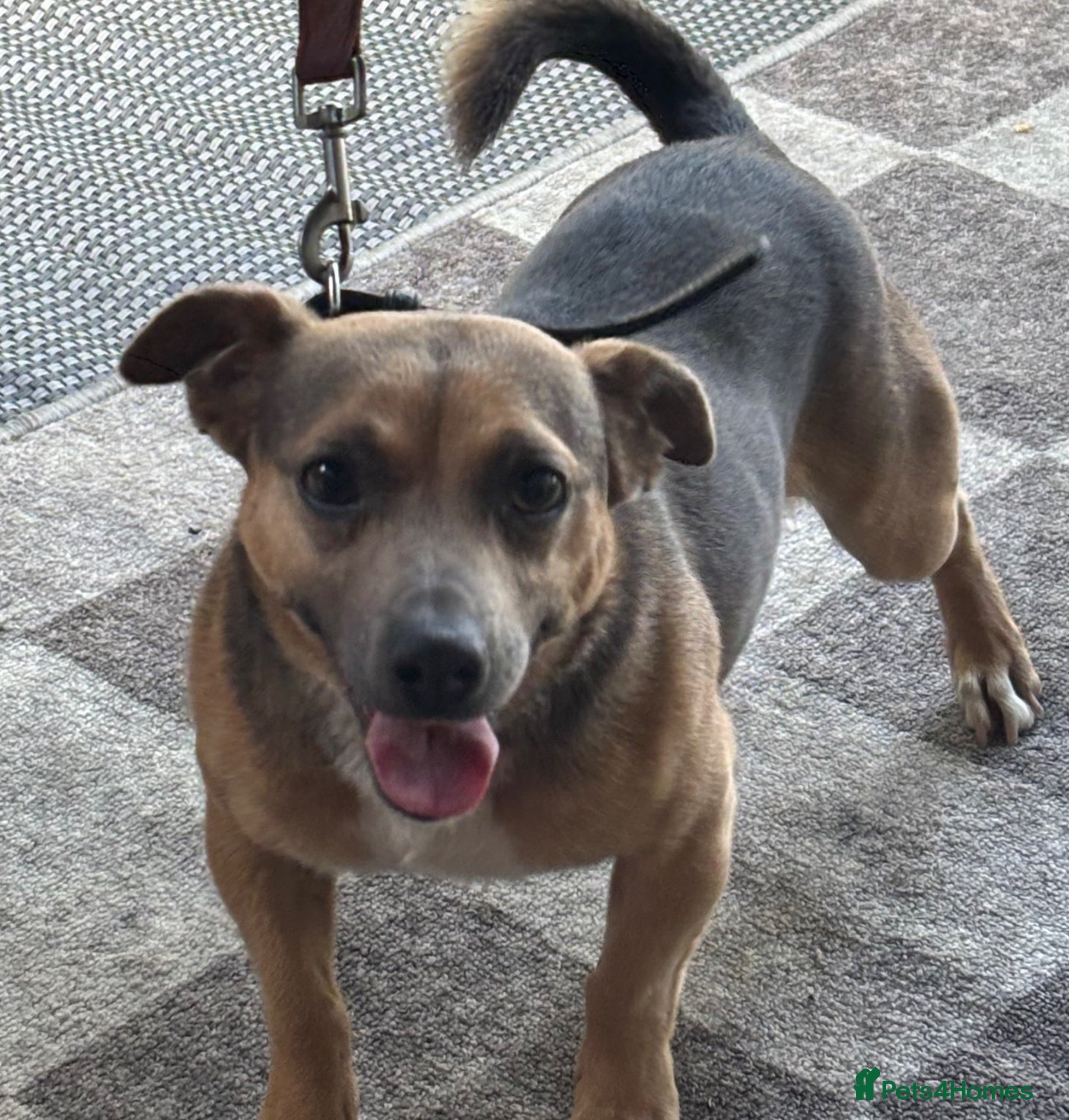 Jack Russell dogs 3 year old Jack Russell dog for sale  - Advert 1
