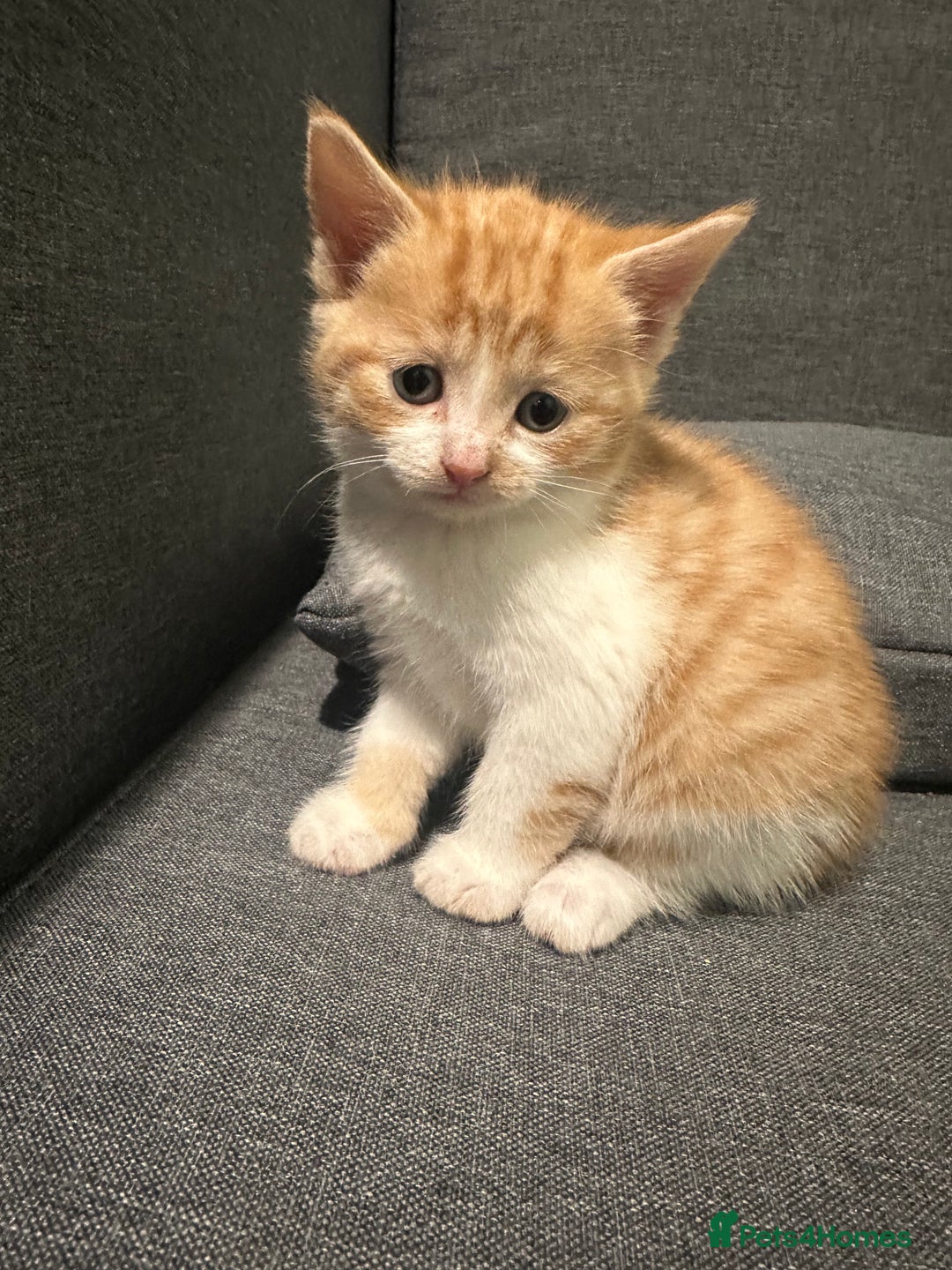 British Shorthair cats for sale: Kittens for loving homes  - Advert 5