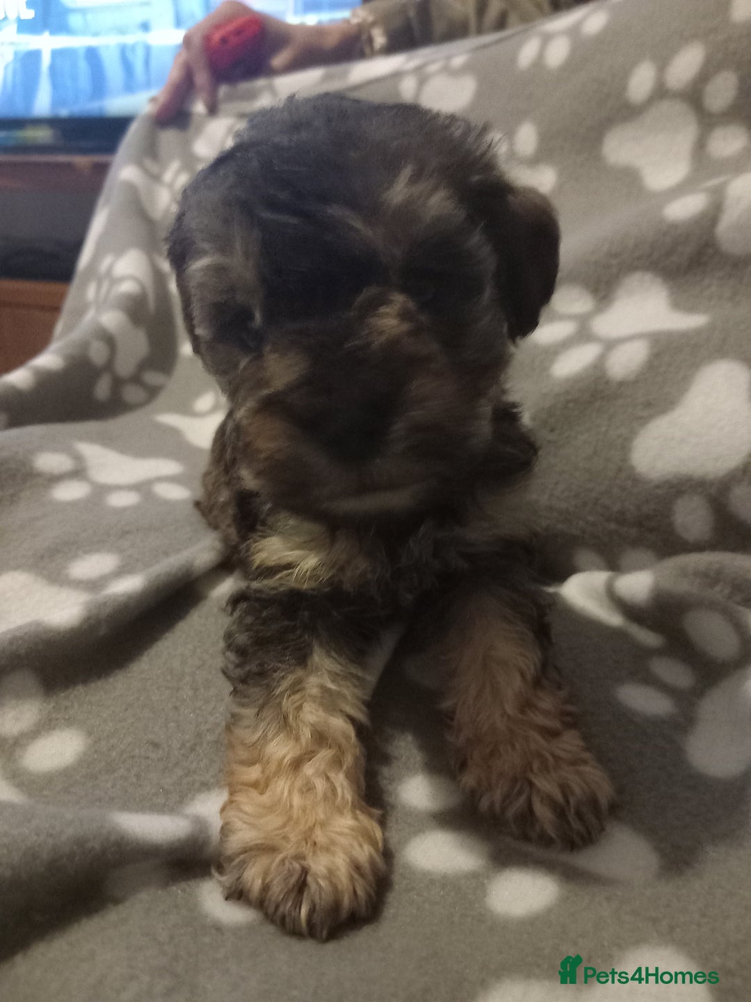 Mixed Breed dogs for sale: TOY SHNOODLES READY 21 DEC - Advert 8