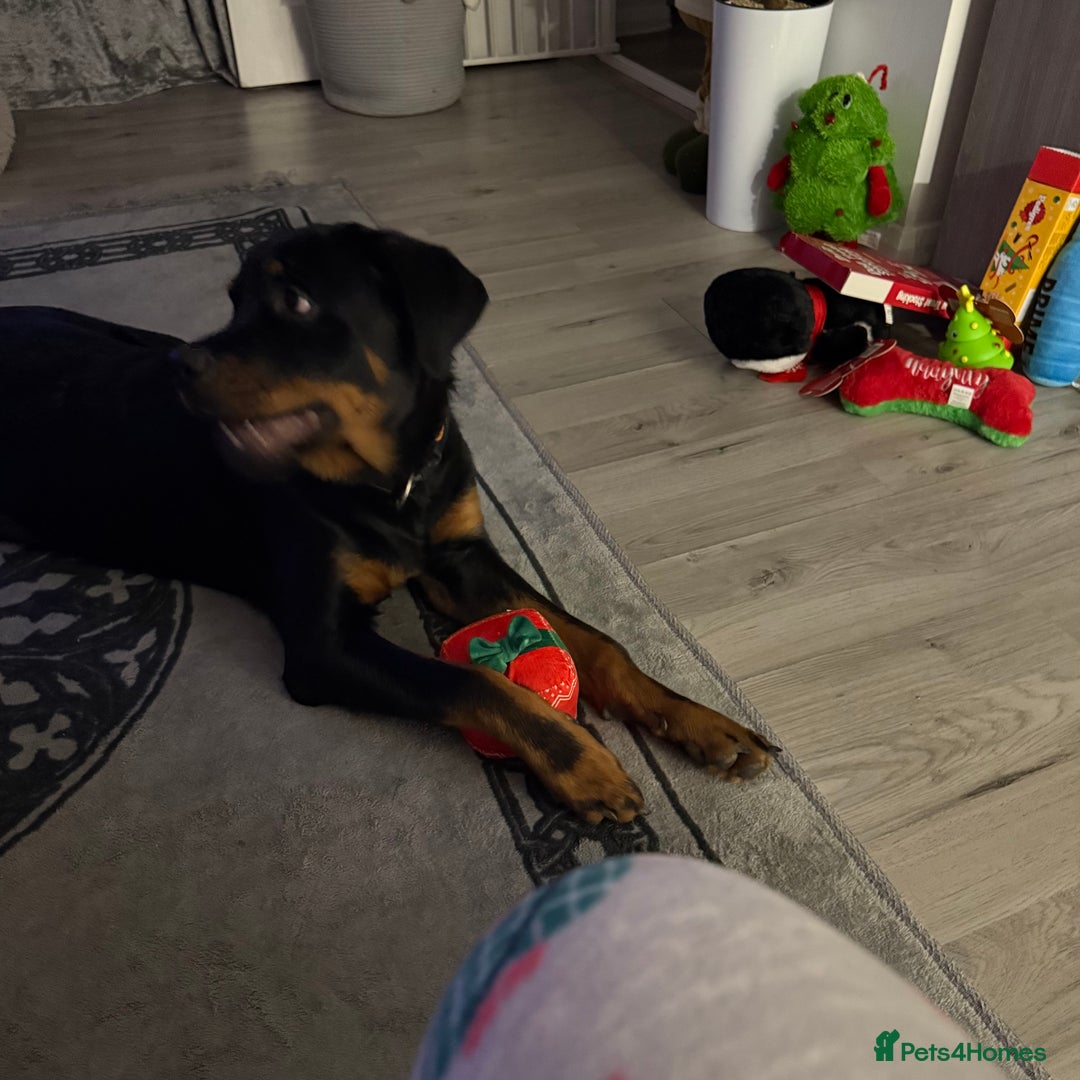 Rottweiler dogs for sale: Rottweiler - Advert 4