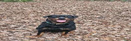 Rottweiler dogs for sale: Rottweiler puppies  - Advert 19